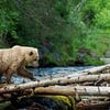 Grizzly beer steekt de rivier over van Michael Kuijl