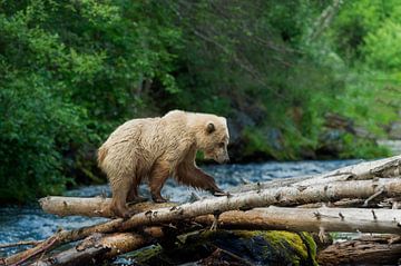 Le grizzli traverse la rivière