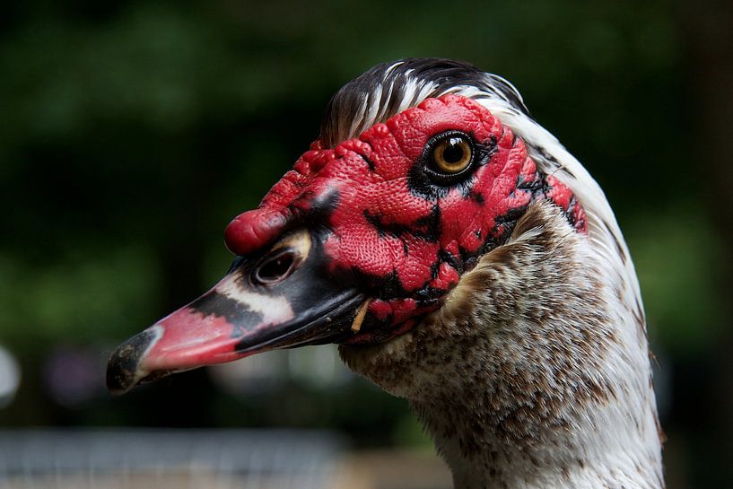 Muskuseend von Harro Jansz