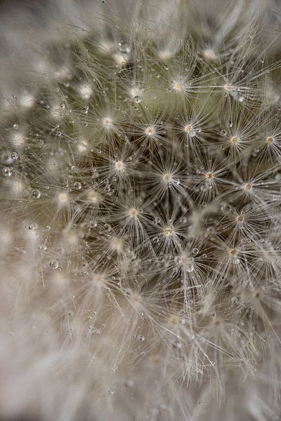 Dandelion by Ingrid van Wolferen