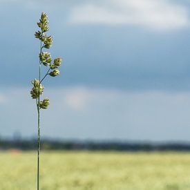 Pure Eenvoud! van Roy Debets