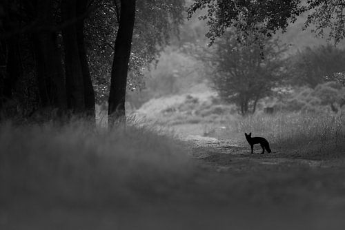 Fox in landscape by Pim Leijen
