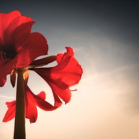 Amaryllis in full bloom by Tammo Strijker