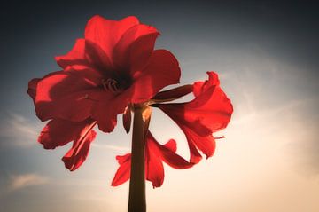 Amaryllis in volle bloei van Tammo Strijker