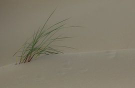 Helmgras von Arjan Benders