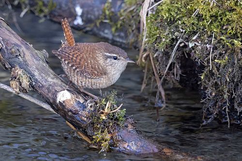 Wren