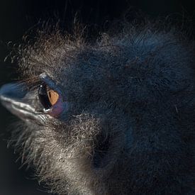 Struisvogel van FotovanHenk