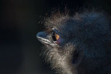Ostrich by FotovanHenk