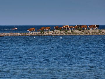 vaches sur une digue sur Geertjan Plooijer