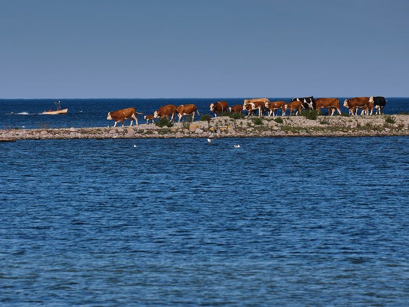 cows on a dyke by Geertjan Plooijer
