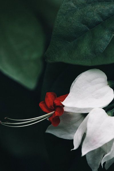 Delicate red and white by Richard