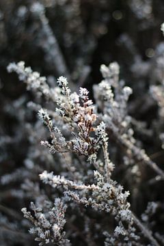 Snowflakes on the heather plants by Eveline Fotografie