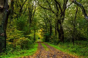 Waldweg im Herbst