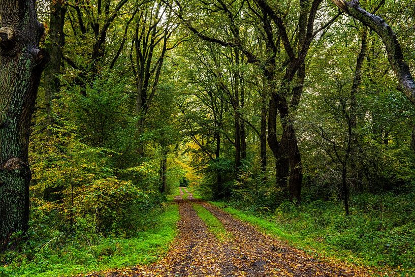 Forest Trail in Autumn by Brian Morgan