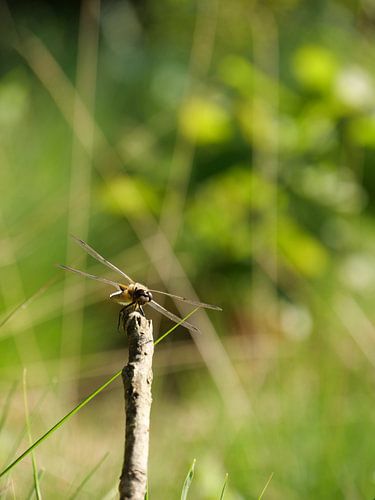 Dragonfly on a branch