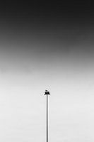 Un oiseau solitaire