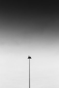 Ein einsamer Vogel von Thomas Procek