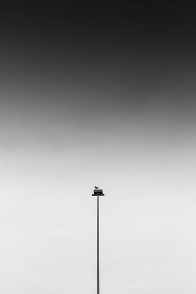 A Lone Bird by Thomas Procek