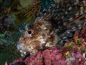 Lion Fish by Freek van den Driesschen