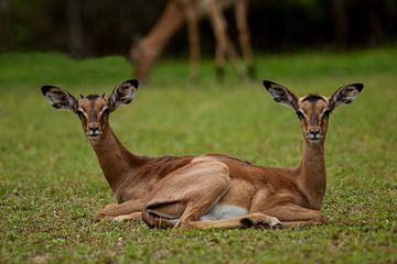 two impala
