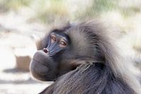 Der Gelada-Affe im Tierpark Blijdorp