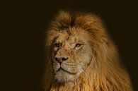 Lion, mâle, Panthera leo par Gert Hilbink Aperçu