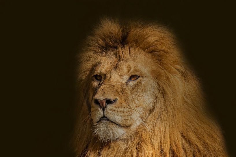 Lion, mâle, Panthera leo par Gert Hilbink
