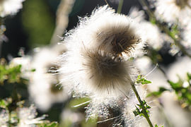 Wie eine gefangene Wolke aus reinem Silber und Seide ruht diese verblühte Blume im sanften Licht. Jedes feine Flöckchen trägt einen Traum in sich, bereit, von einer leichten Brise zu einem neuen Ziel getragen zu werden – ein wunderschönes Meisterwerk der Natur, das ein neues Leben ankündigt. von Hauwert Photography