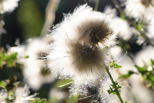 Als een gevangen wolk van puur zilver en zijde rust deze uitgebloeide bloem in het zachte licht. Elk fijn pluisje draagt een droom met zich mee klaar om door een briesje wind te worden mee genomen naar een nieuwe bestemming, Een prachtig meesterwerk in de natuur van een aaanstaand nieuw leven.