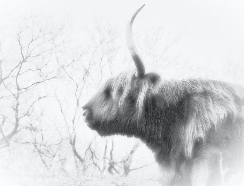 Een Schotse hooglander, zwart/wit van WeVaFotografie