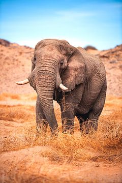 Namibia desert elephant Damaraland by Jean Claude Castor