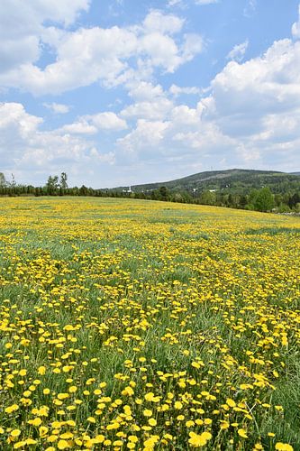A field of dandelion in bloom