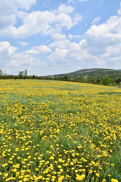 Ein Feld mit blühendem Löwenzahn von Claude Laprise