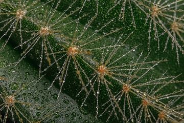 Prickly! (A piece of cactus with water droplets) by Marjolijn van den Berg