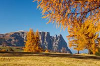 Goldgelb läßt der Herbst alljährlich die Seiser Alm erstrahlen.