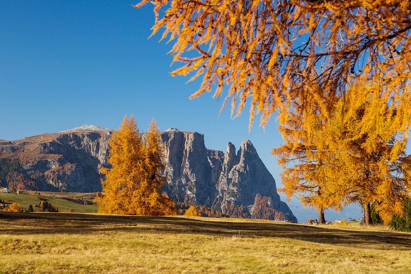Goldgelb läßt der Herbst alljährlich die Seiser Alm erstrahlen. von Rudolf Brandstätter