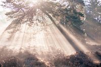 Beautiful sun harps in the early morning