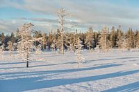 Schnee auf Bäumen Lappland