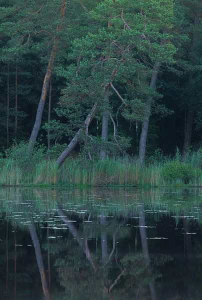 Dwingelderveld (Spier) Drenthe - Netherlands by Marcel Kerdijk
