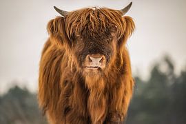 Close-up of a Scottish Highlander by Bas Fransen