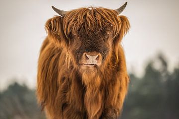 Gros plan sur un Highlander écossais