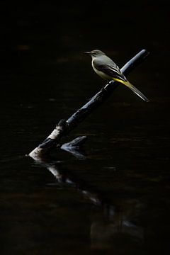Grote gele kwikstaart van Danny Slijfer Natuurfotografie