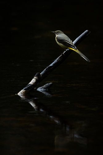 Grote gele kwikstaart