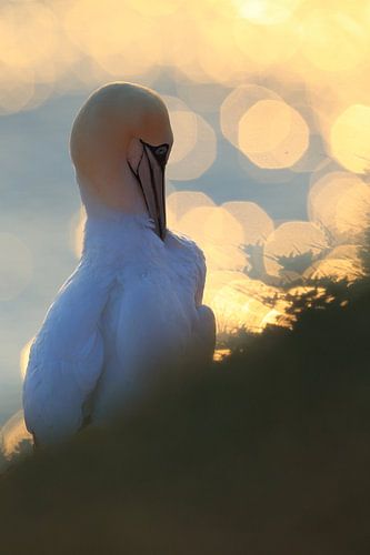 Jan-van-genten Helgoland Eiland Duitsland