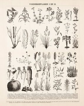 Botanische prent met voedergewassen van Studio Wunderkammer