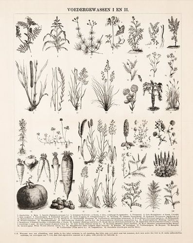 Botanische prent met voedergewassen