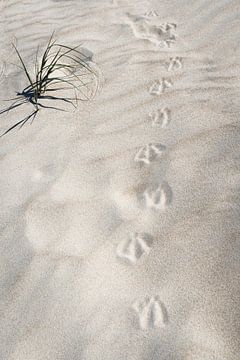 Vogelspuren im Sand am Strand von Andrea Gaitanides - Fotografie mit Leidenschaft