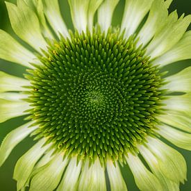 Green Beauty by Rob van der Wal