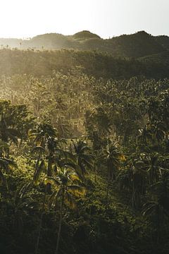 Palm trees | The Power of Nature by Annick Kalff