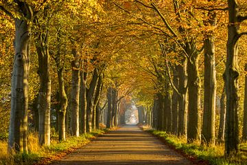 Herbstweg von Marian Schepens